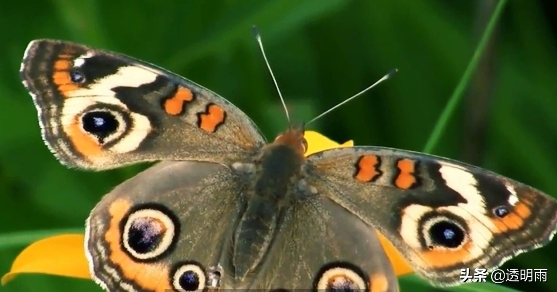 蝴蝶飞在身边赶也不走什么征兆,蝴蝶飞得太快怎么抓
