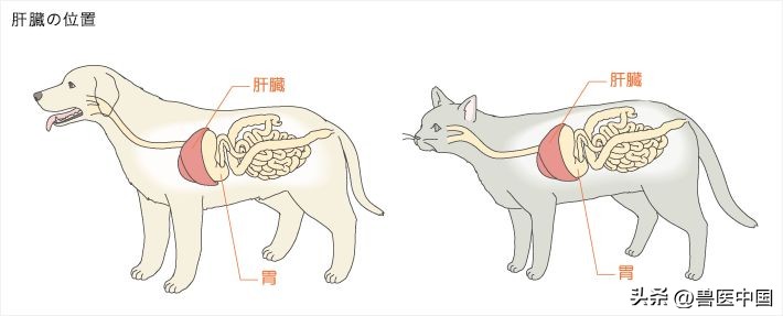猫脂肪肝消除最快方法,猫脂肪肝的临床诊断