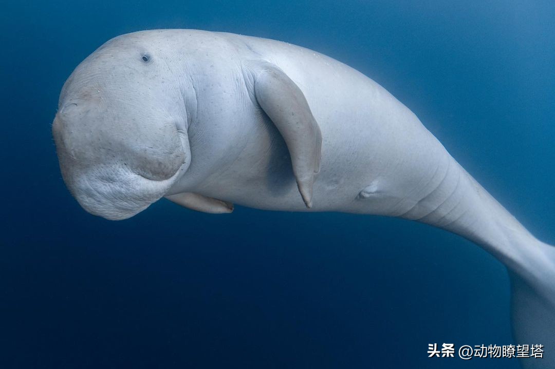 巨型儒艮灭绝,儒艮为什么遭到大量捕杀