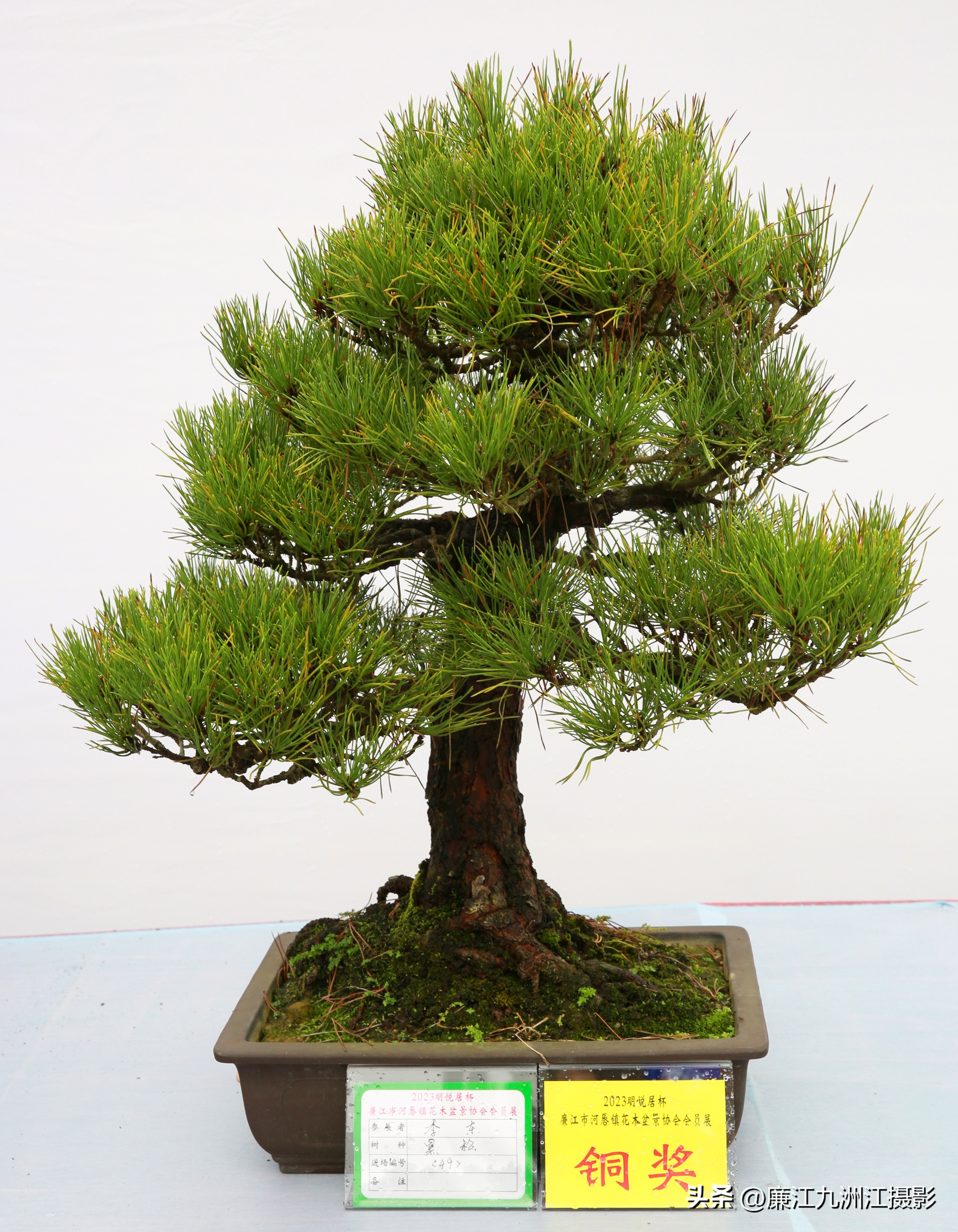 最高端的盆景展,一场惊艳的盆景展