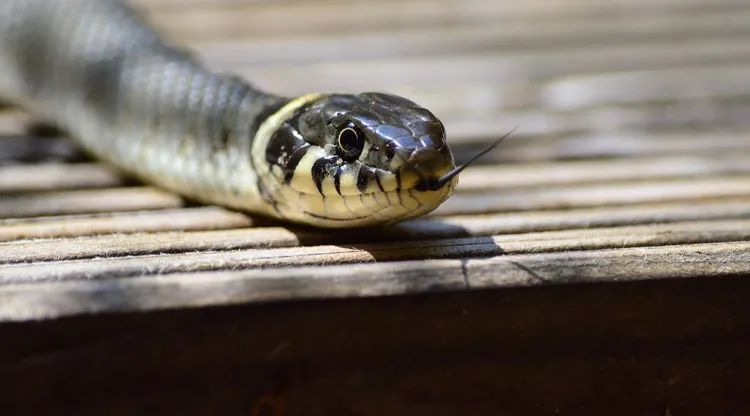 有灵性的5种动物千万别伤害,千万别伤害这五大灵性动物