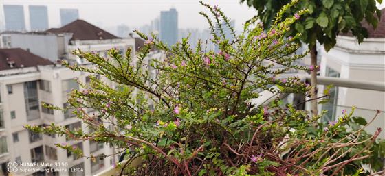 悦来棕榈泉一楼水景,棕榈泉花园户型图