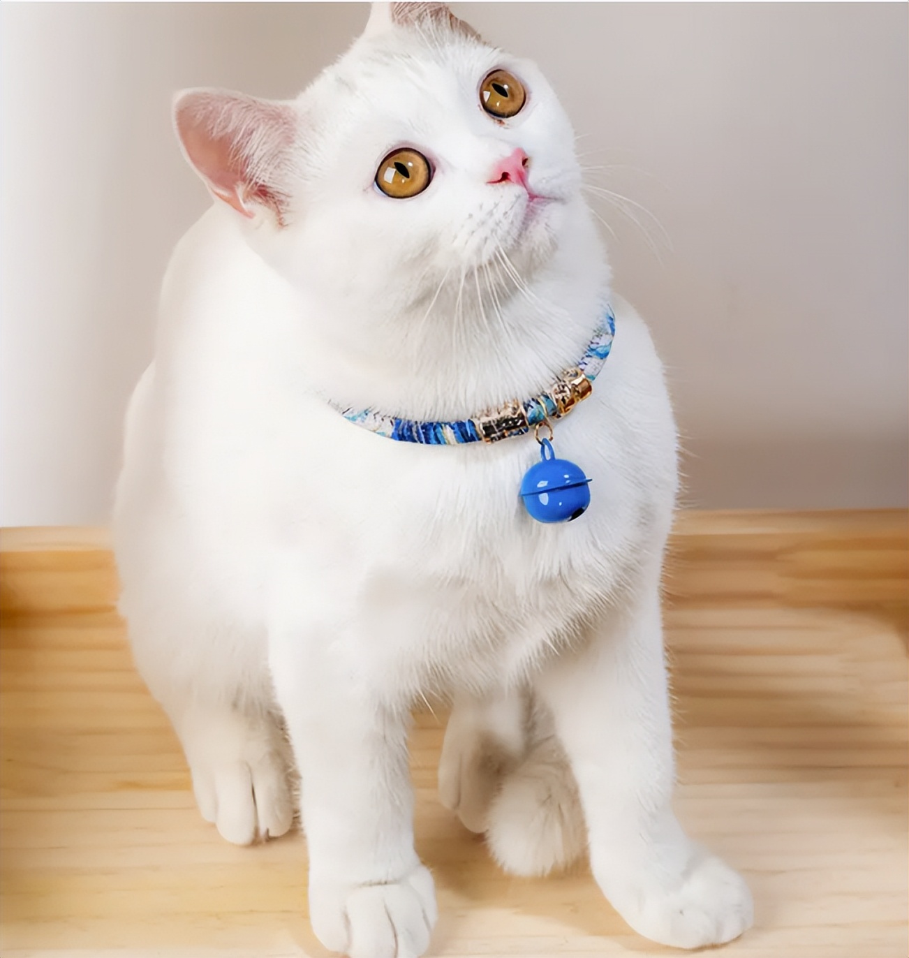 罗布泊流浪猫是怎样活下来的,罗布泊深处发现流浪猫