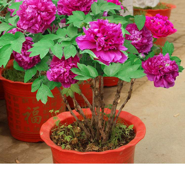 秀外慧中梅花秀,秀外慧中红秀