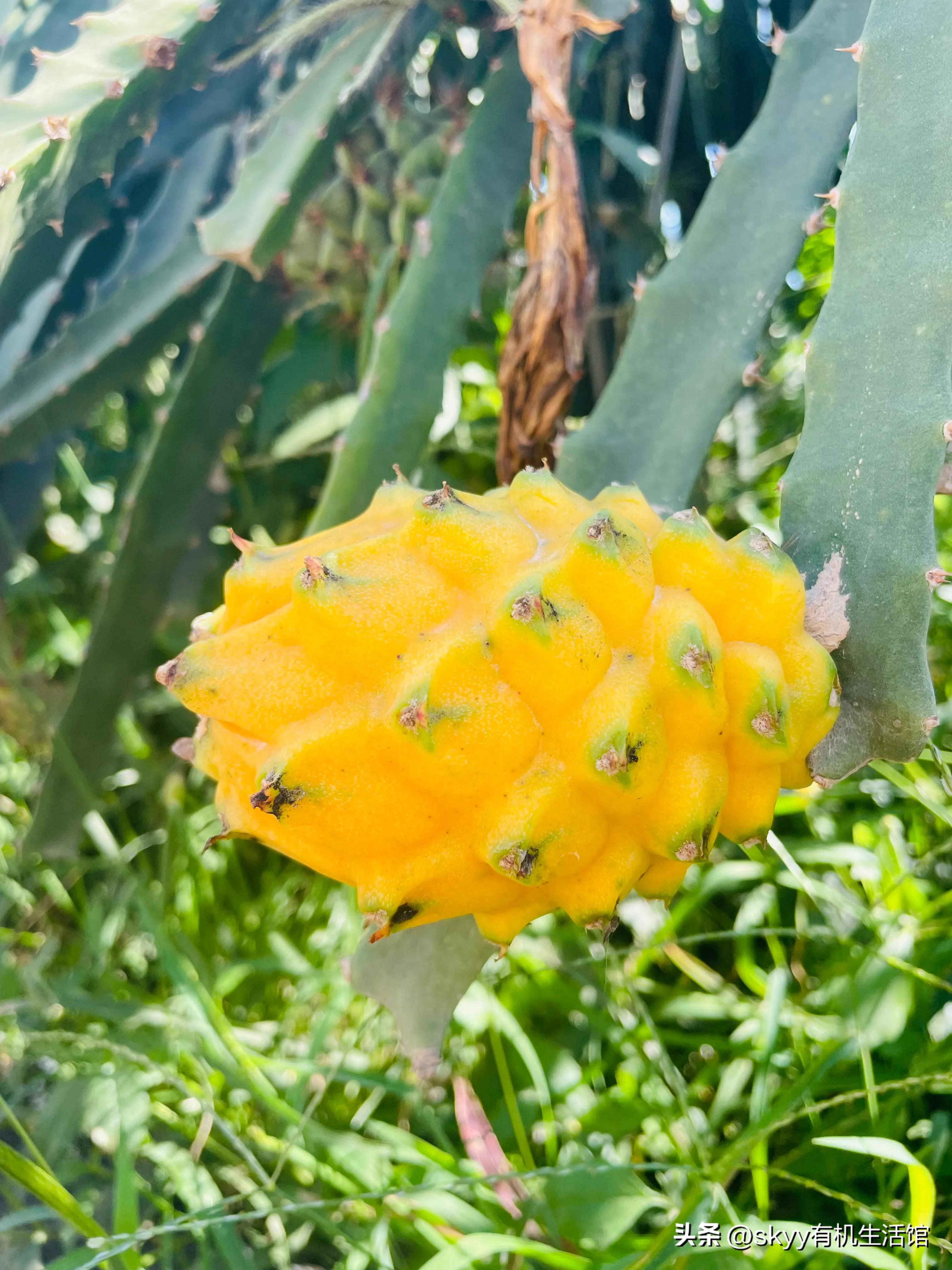 海南燕窝果基地一件代发,海南燕窝果基地批发