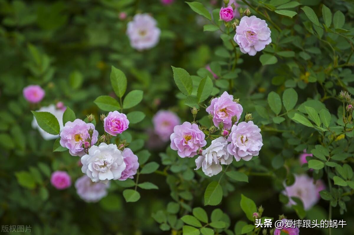 生如夏花灿烂的时候,生如夏花绚烂绽放歌曲视频