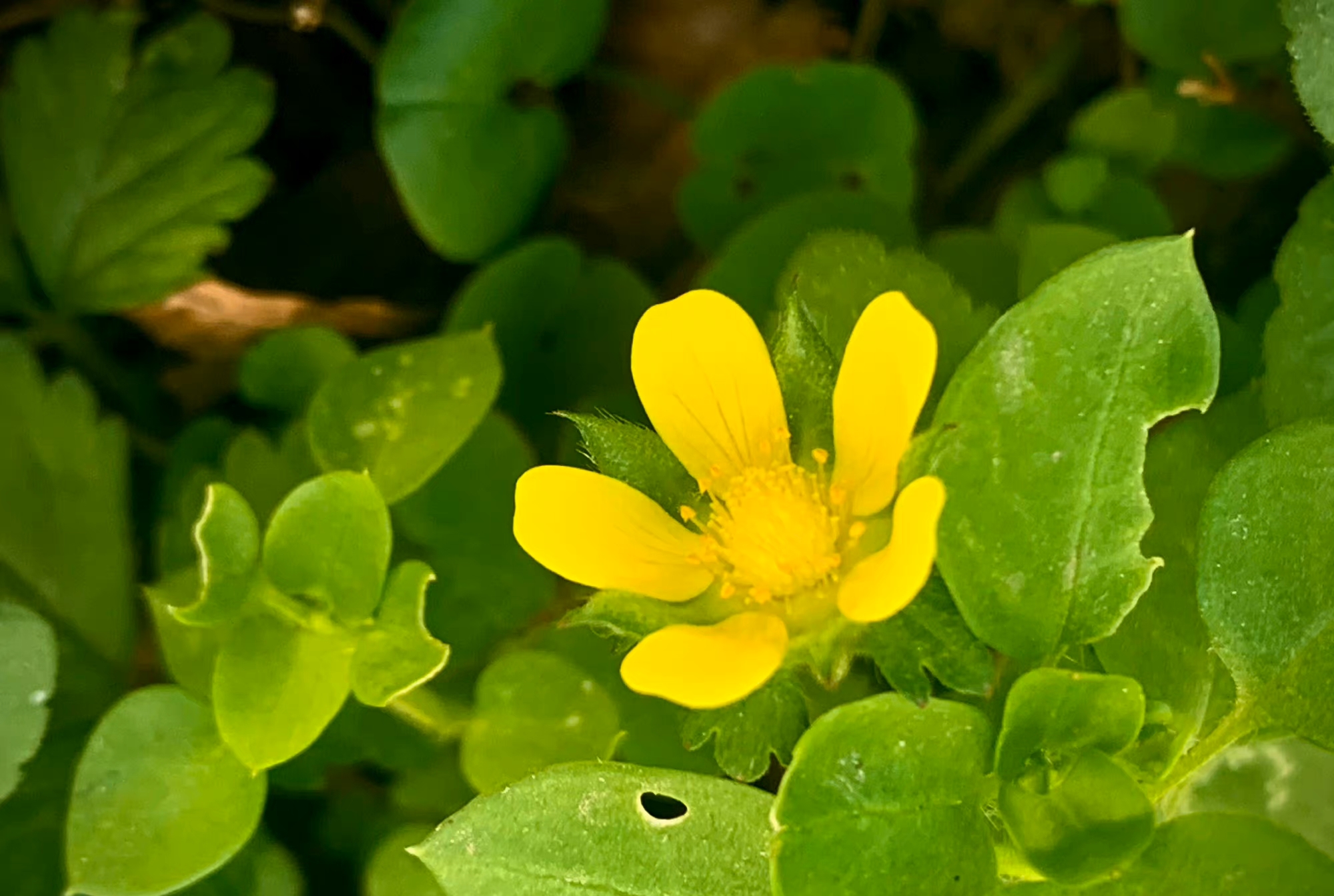 花朵不美，于是开在百花未开之际，方可招引蜂蝶，美丽不可及