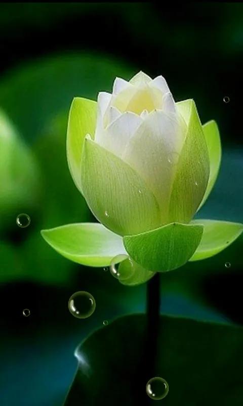 春树的人生格言书籍,人生书籍里的经典语录大全