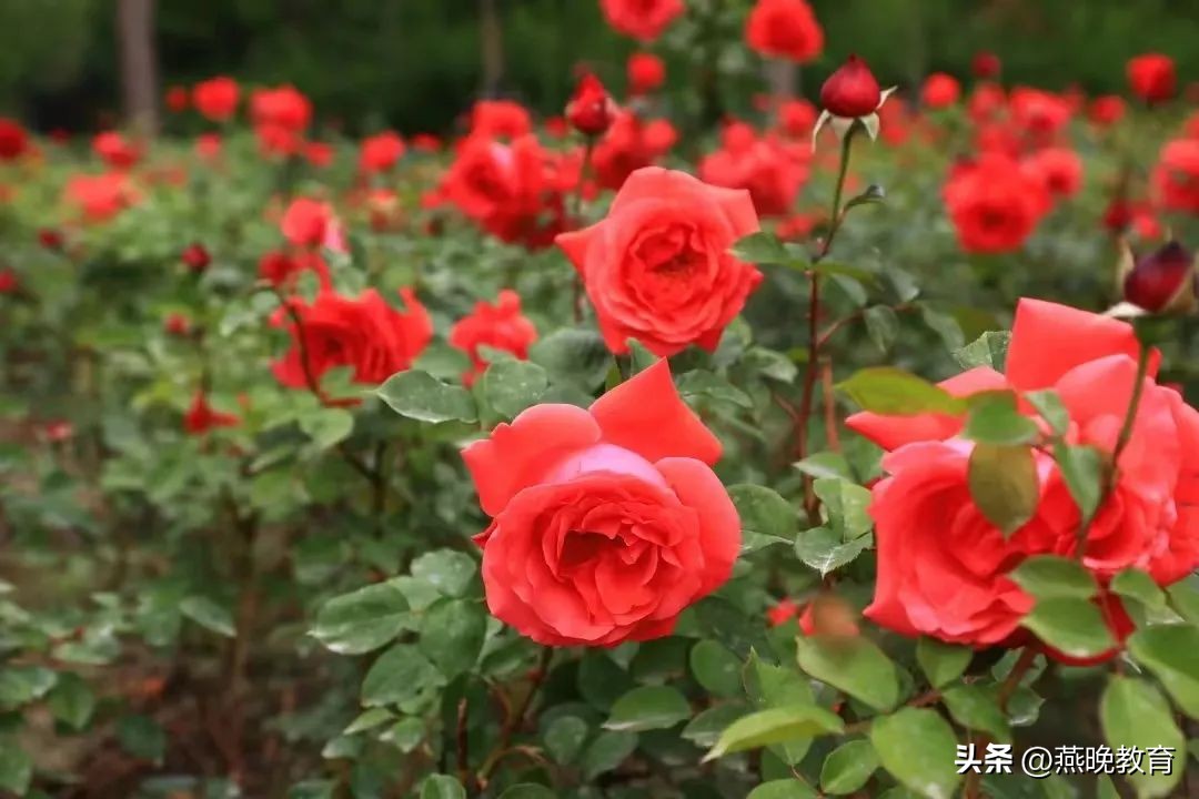 回首2022，一路风雨，沧州英华办学成果亮点丰硕！