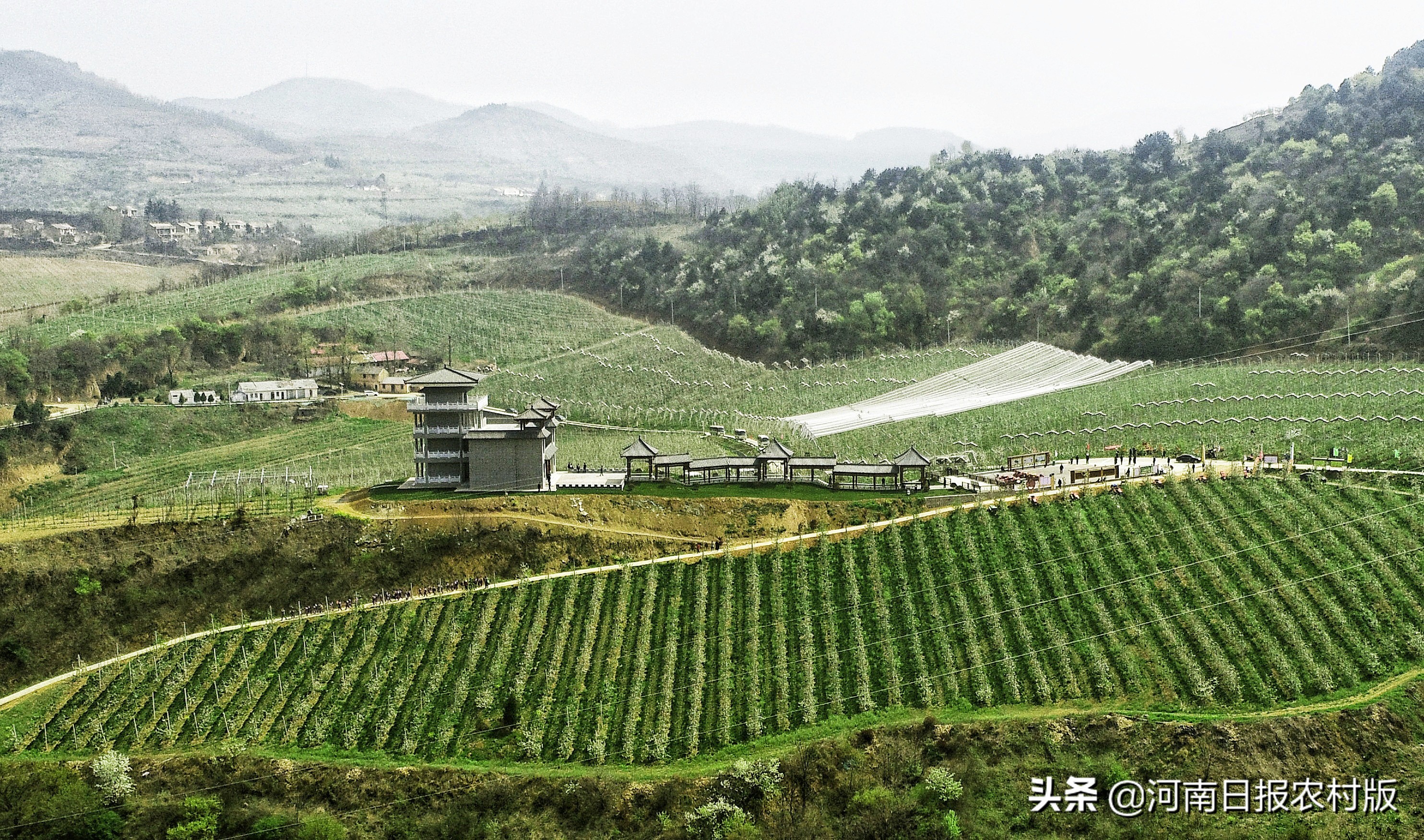 正宗灵宝苹果排名第一,灵宝苹果营养价值
