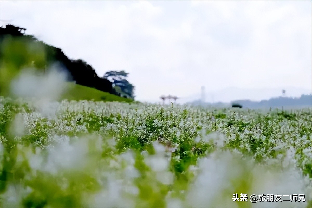 佛山三水白坭附近的旅游景点,佛山三水出发黄姚古镇旅游攻略