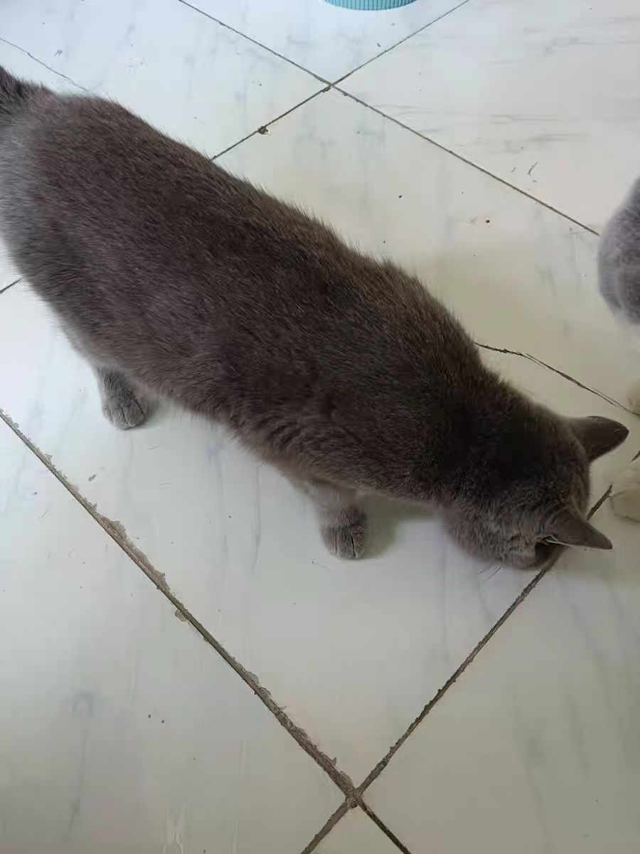 猫掉毛用什么猫粮好,hagennutrience猫粮怎么样