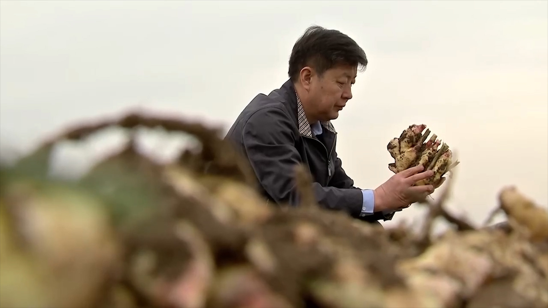 山东男子创办生姜加工厂,男子种植生姜带头致富