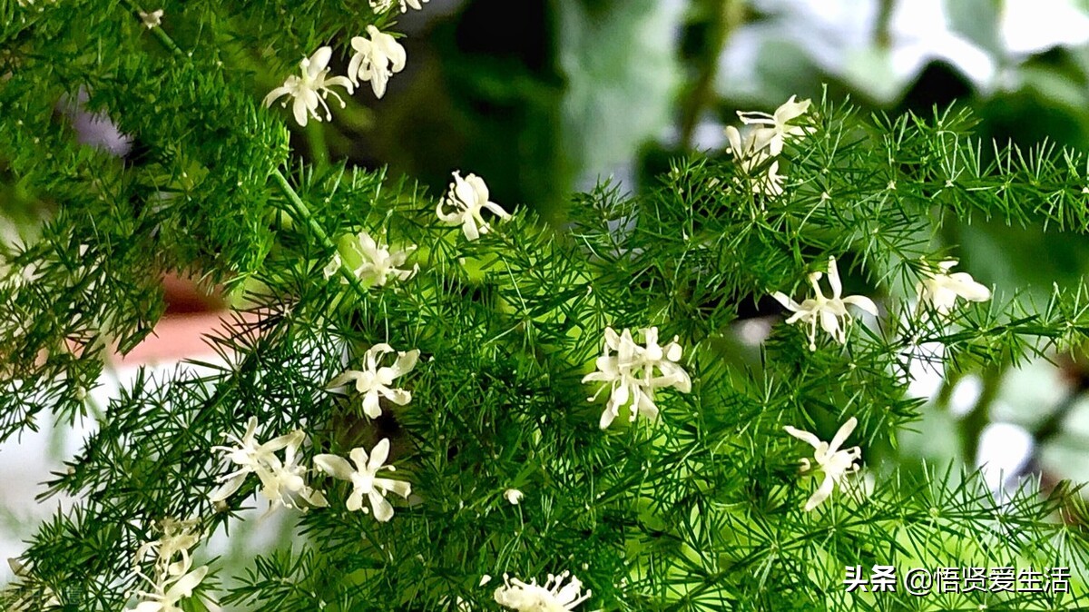 让文竹快速发芽的小方法,想让文竹长得粗壮怎么办