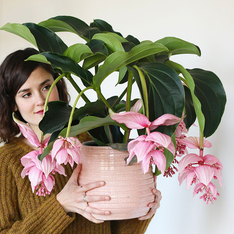 年花盆栽怎么搭配,明年还可以开花的年花盆栽