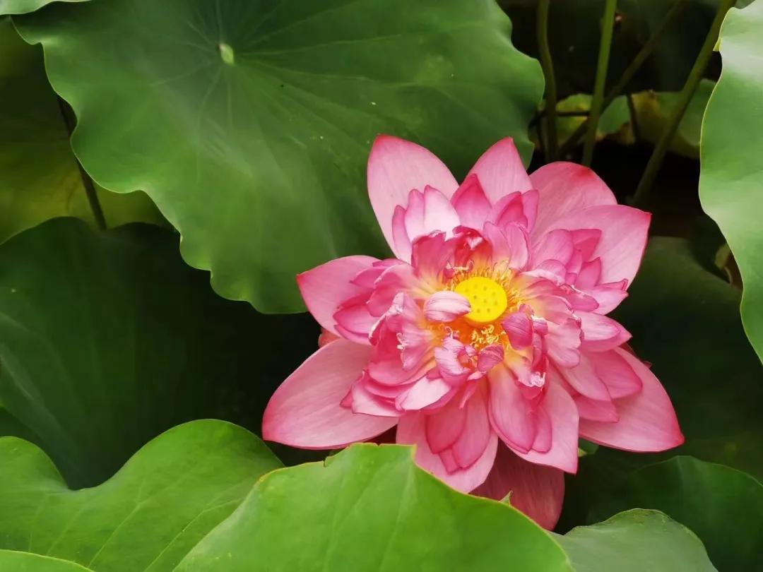 广州从化赏荷花胜地,从化草埔荷花