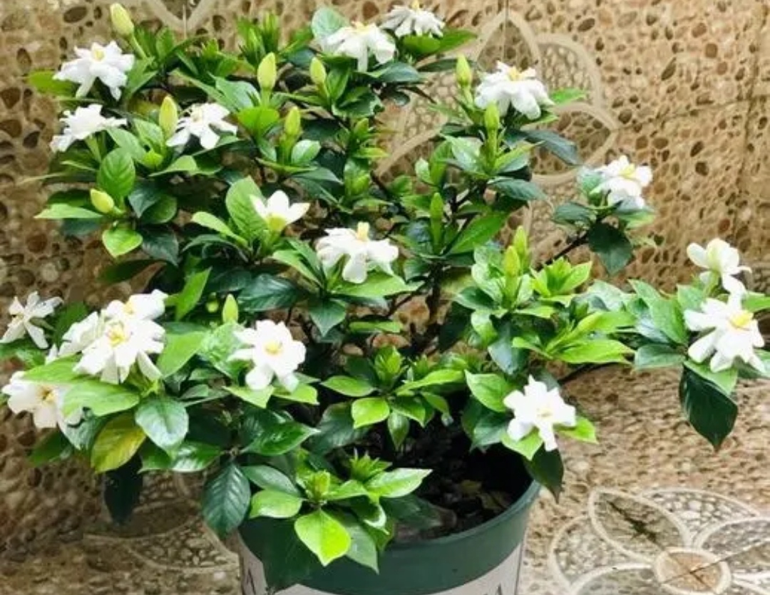 养水牛种什么草最好养,高温下雨后养兰花