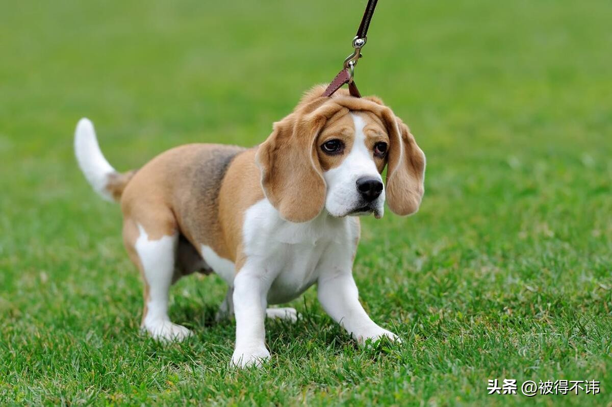 最温顺的狗狗排名,什么狗性格好养又温顺