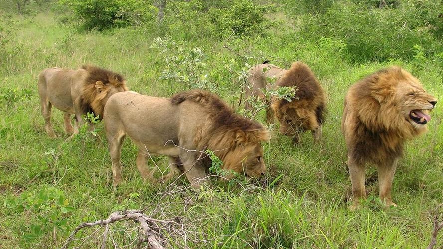 史上最大猫科动物体型排行,最强猫科动物排名狮子