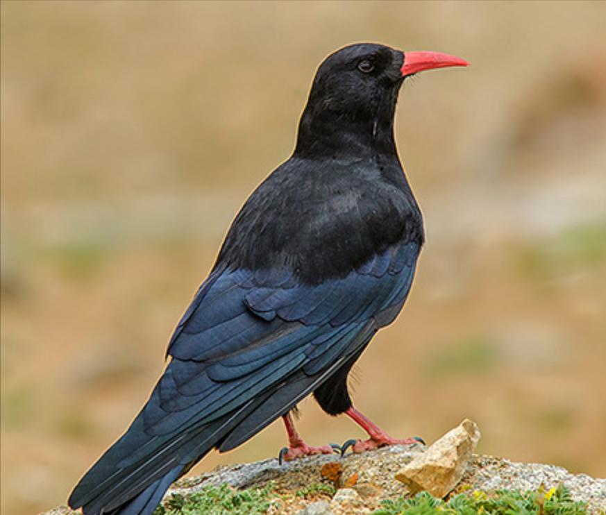 50张最佳鸟类摄影作品,鸟儿大全大图