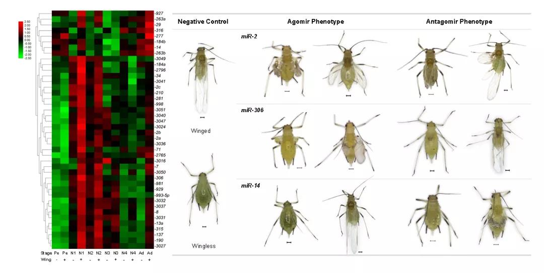 鍩哄洜缁勫伐鍏风,妞嶇墿鍩哄洜缁勫伐鍏风