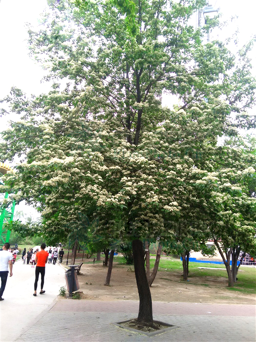 50亩山地种什么经济效益好,山东适合种的水果树种植