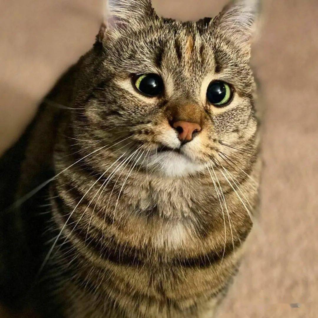 最值得推荐养的几种猫,中华田园猫12个品种图哪个最好养