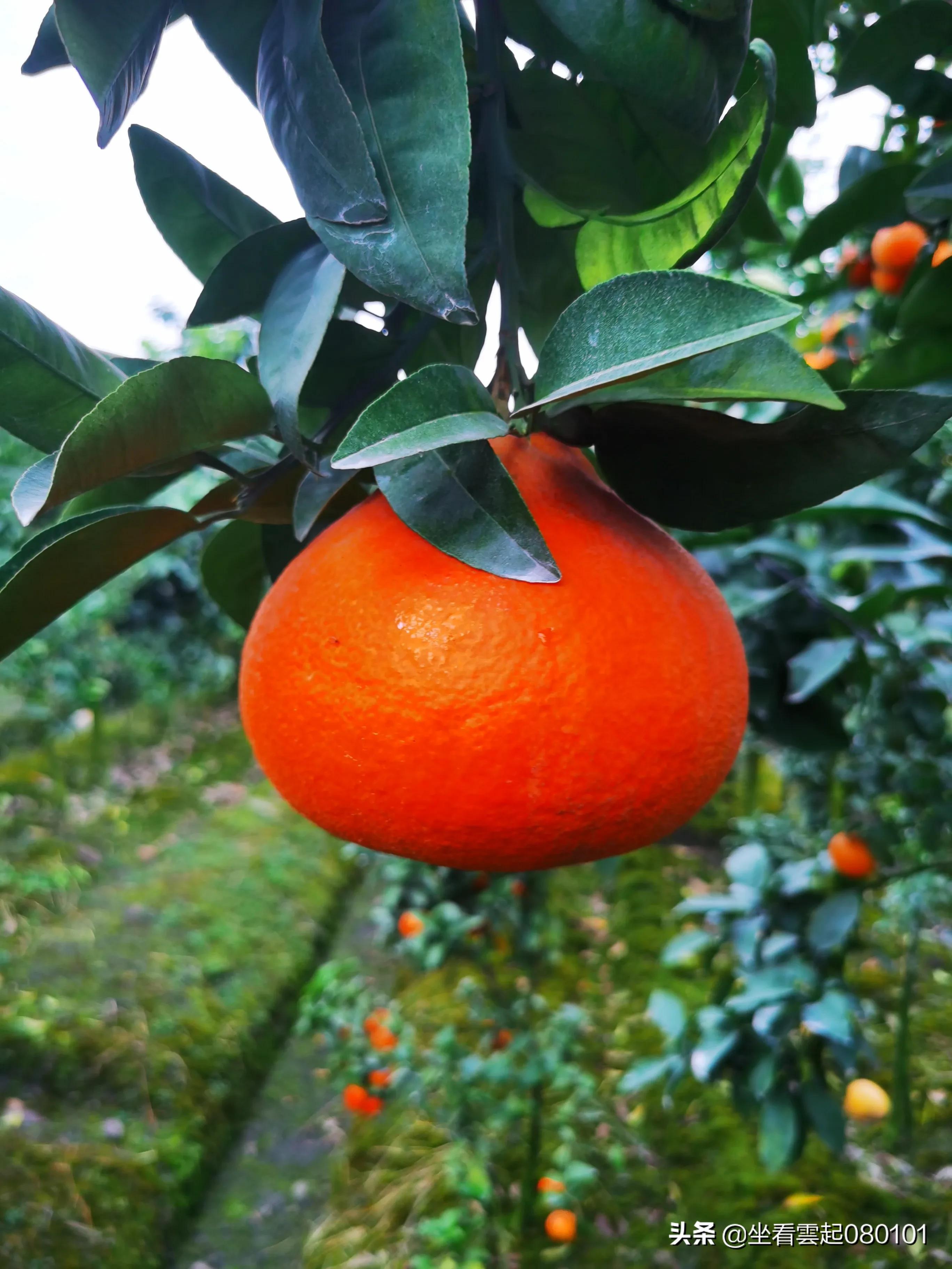 柑橘的一首诗,柑橘诗词
