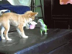 没有耐心千万别养这几种狗,这5种狗怎么感觉很少人养