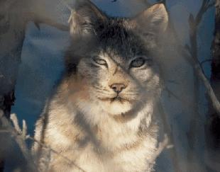 三种被全世界禁养的猫你知道几个,五种被禁养的猫