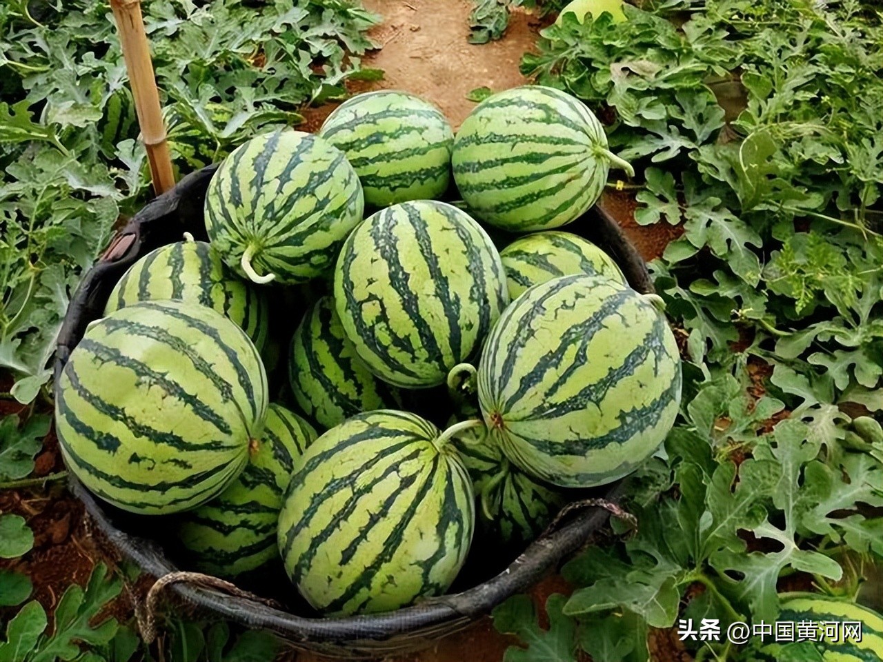 董宇辉带你领略大美山西,董宇辉被山西的醋硬控30秒