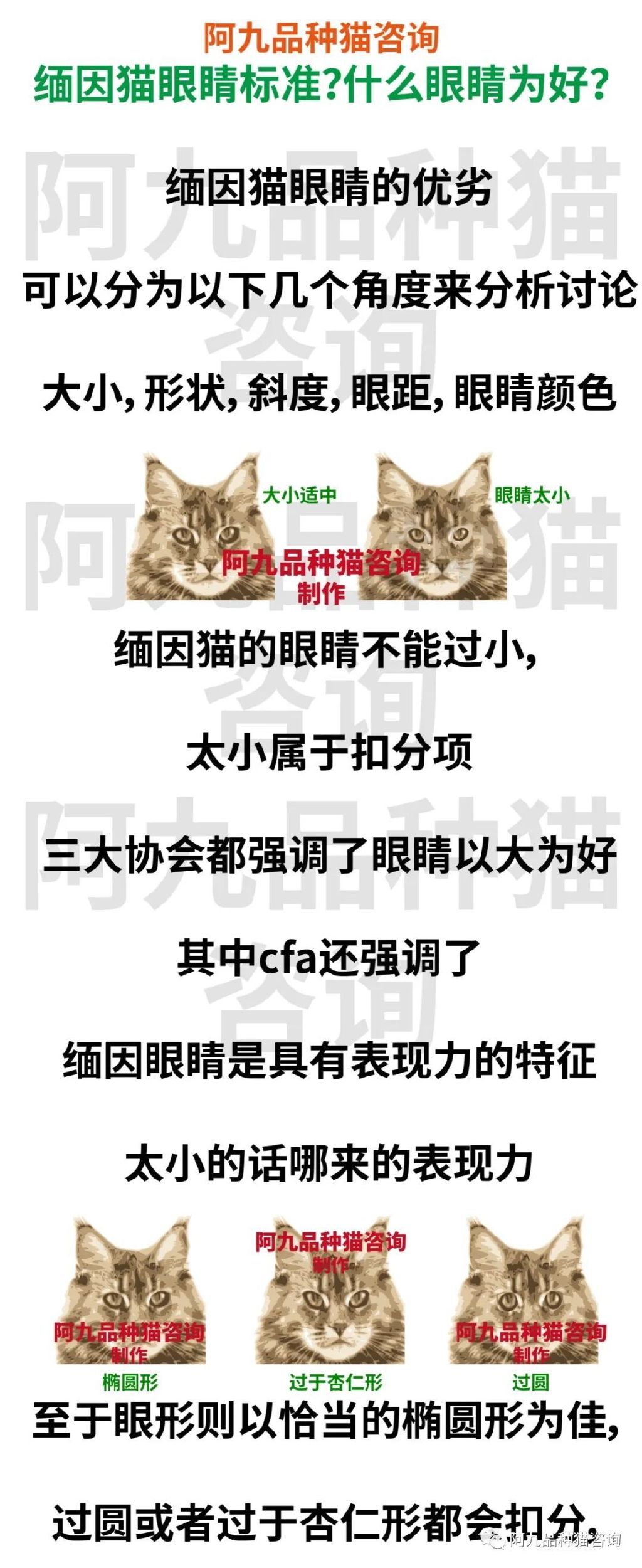 缅因猫品相极好的多少钱,品相一般的缅因猫什么价格