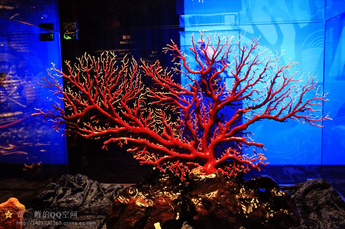 台湾行完整版,台湾渔民钓到红珊瑚