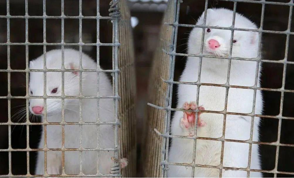 为何穿裘皮的越来越少,为什么人们穿皮草