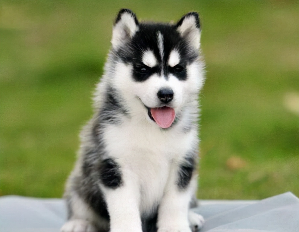 哈士奇不拆家成保姆照顾小主人,哈士奇的正确养法