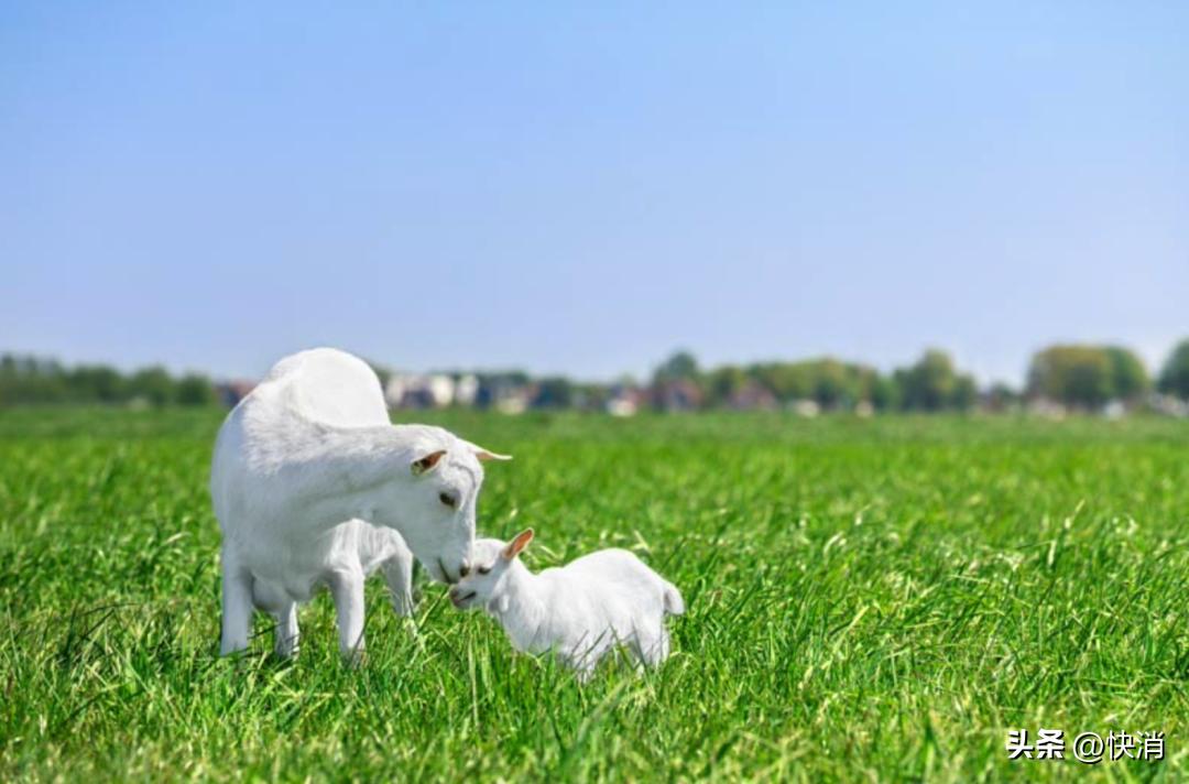 “五连庄”还不够！2022年，佳贝艾特又啃下5%的市场份额