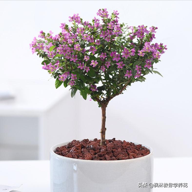 6种花夏天要遮阴养护,6种花适合新手养护轻松开爆盆