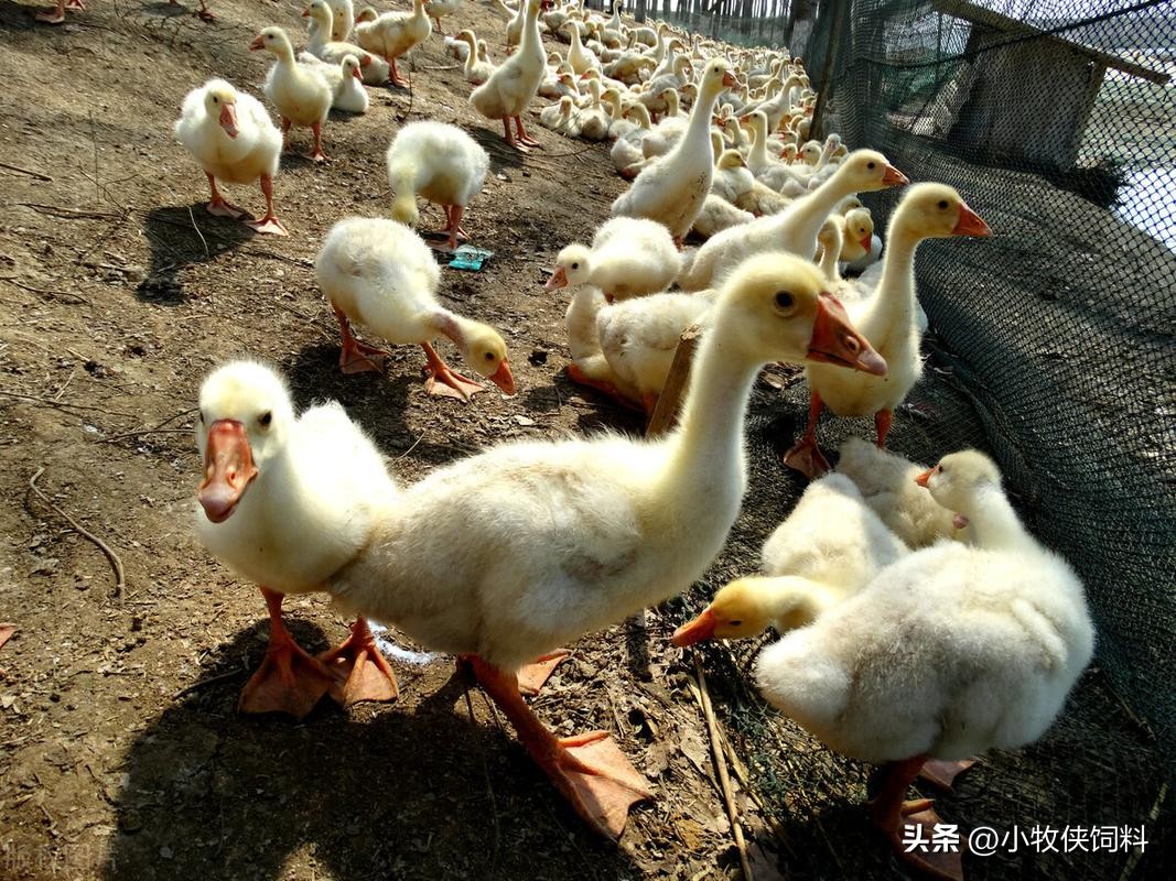 小鹅瘟怎样用药物防治,小鹅瘟用什么药最佳防治