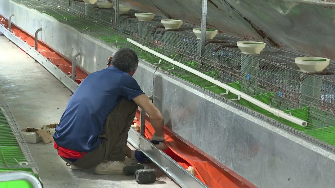 洲仔镇肉兔,小兔子乖乖把门开好运来