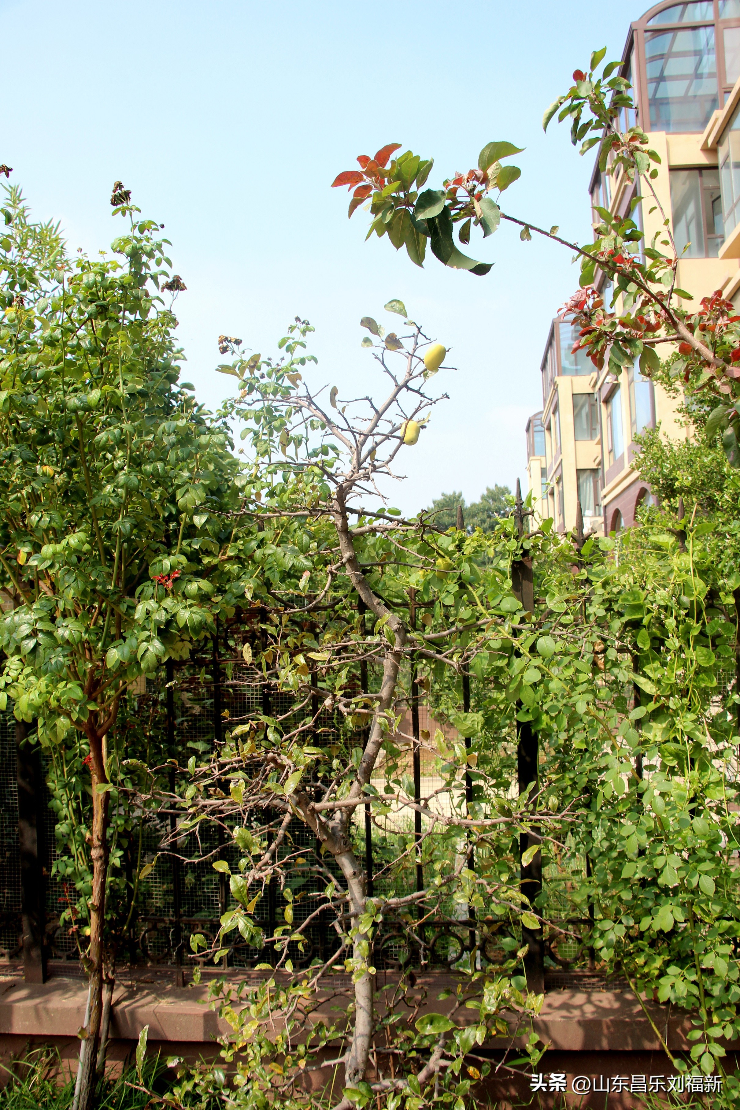 碧水龙庭深圳7栋4单元,顺光风景片拍摄