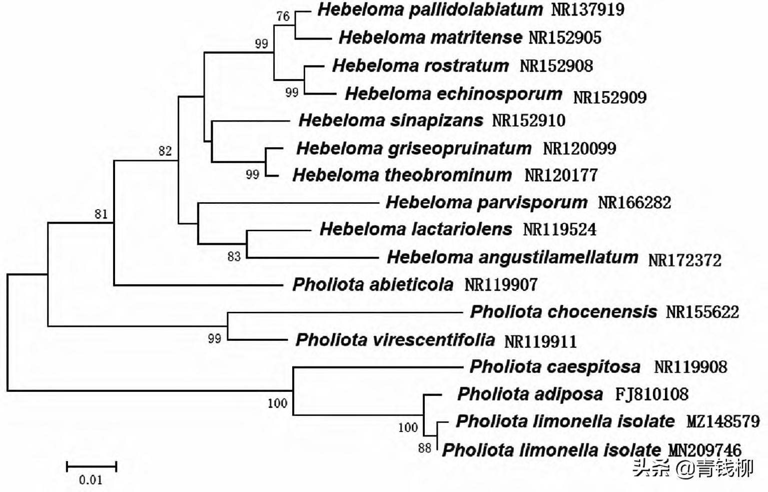 基金项目：柠檬鳞伞生物学特性与驯化栽培