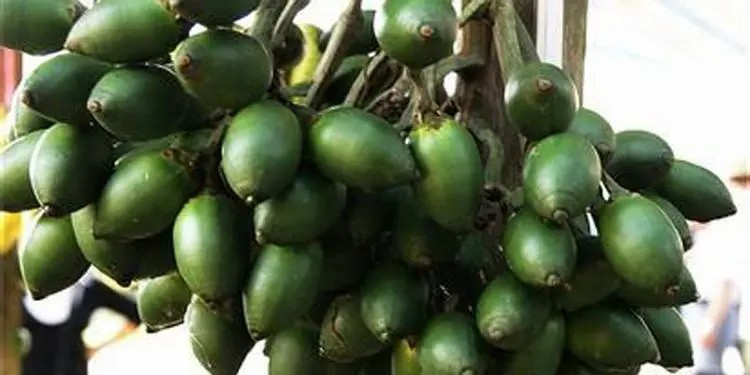 槟榔是不是一级致癌物质,槟榔国家公认一级致癌物