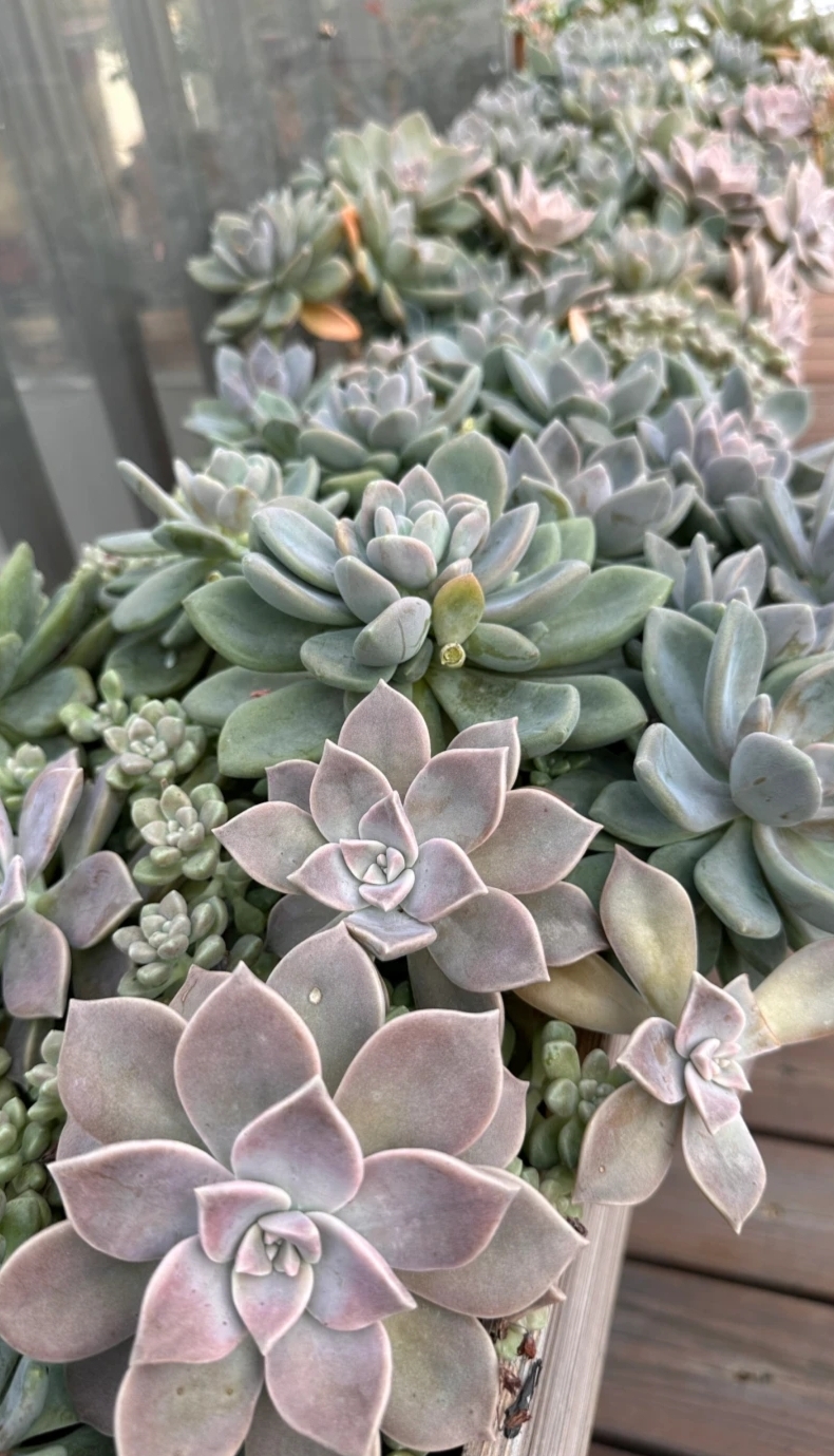 广东能养出好状态的多肉,在广东超级好养的多肉