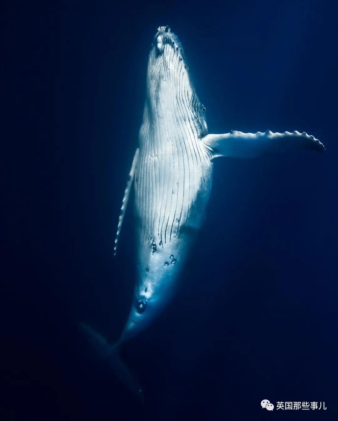 巨型座头鲸搁浅海滩数小时,巨大座头鲸出水瞬间
