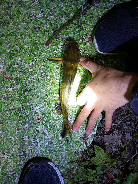 广东钓友半夜逮了只十多斤“老鳖”，鱼贩：260卖不卖？