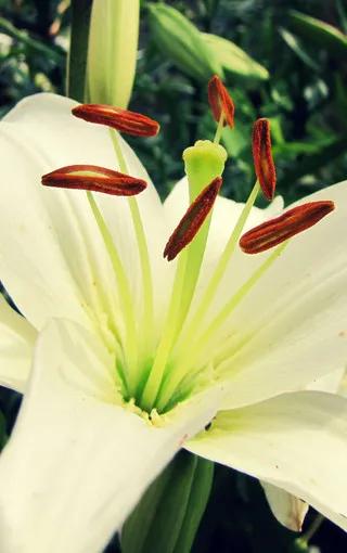 一花一世界一念一佳人的图片,一花一世界一叶一春秋图片