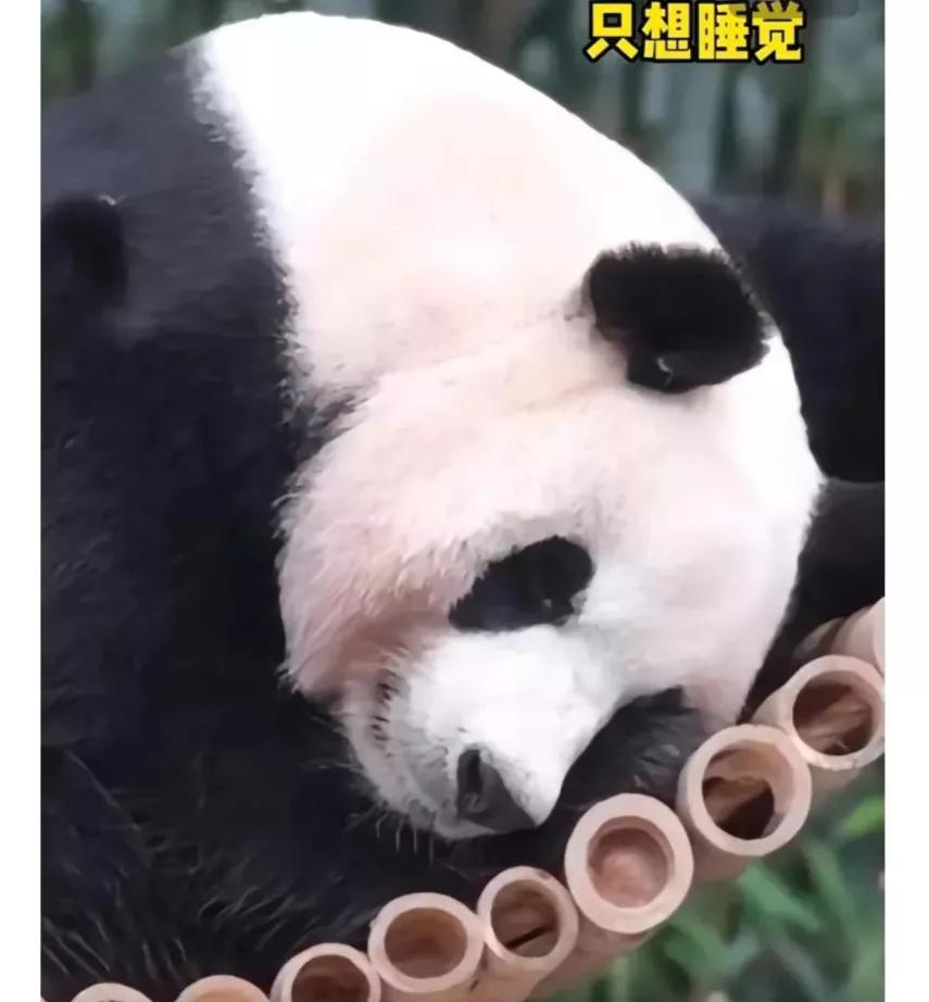 福宝是自然受孕的熊猫宝宝吗,爱宝和福宝自然受孕