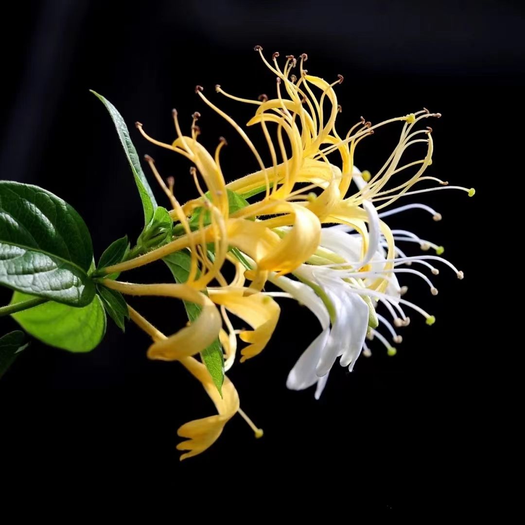 子婷祛斑,子婷祛斑怎么样