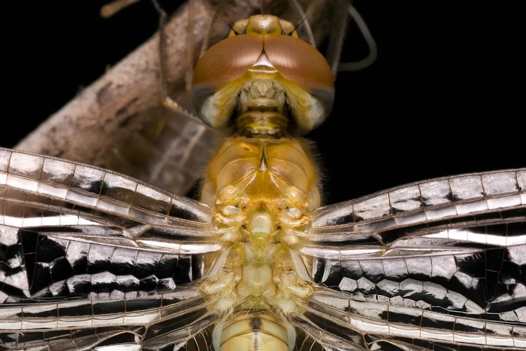 富士xh2s和富士xh2评测,富士xh2实拍体验