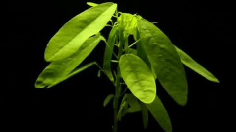 世界上有没有会跳舞的植物,这种植物竟然会跳舞